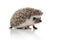 Cute african hedgehog walking on white background