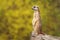 Cute african suricate Suricata suricatta