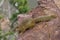 Cute african tree squirrel Paraxerus cepapi looking over the edge of a rock thinking about jumping