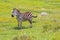 Cute African zebra standing in yellow Burr Marigold flower field at Ngorongoro Crater, Tanzania, Africa