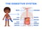 Cute Afro Black Boy and Digestive System Poster for Biology and Anatomy Lesson for Print. Description of Internal Organs. Flat
