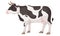 Cute agricultural home cow, black-white patched coat breed cattle.