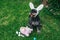 Cute Airedale Terrier dog in Easter bunny ears with eggs and basket sitting on grass in garden. Selected focus