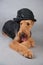 Cute Airedale Terrier lies in front of grey background in a funny hat