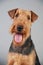 Cute Airedale Terrier portrait in front of grey background