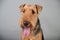 Cute Airedale Terrier portrait in front of grey background