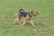 Cute airedale terrier is running on a green grass in the summer park. Pet animals.