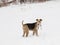 Cute Airedale Terrier with winter scarf standing in field covered in fresh snow