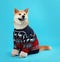 Cute Akita Inu dog in Christmas sweater on blue