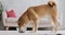 Cute akita inu dog jumps off sofa for a treat. The dog eats from a transparent bowl.