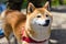 cute Akita Inu dog walking in park