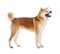 Cute Akita Inu dog on white