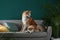 Cute Akita Inu dogs on sofa in room