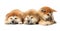 Cute Akita Inu puppies on background. Baby animals