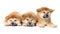 Cute Akita Inu puppies on background. Baby animals