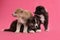 Cute Akita inu puppies on background. Friendly dogs