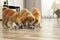 Cute akita inu puppies eating from bowls