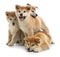 Cute akita inu puppies isolated