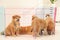 Cute Akita Inu puppies in playpen. Baby animals