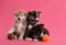 Cute Akita inu puppies with toys on background. Friendly dogs