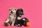 Cute Akita inu puppies with toys on background. Friendly dogs