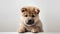 Cute Akita Inu puppy looking at camera on white background