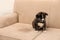 Cute Akita inu puppy near wet spot on sofa. Untrained dog