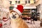 Cute Akita Inu puppy with Santa hat and outdoor cafe decorated for Christmas on background. Lovely dog