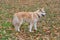 Cute akita inu puppy is standing on a yellow leaves in the autumn park. Pet animals