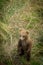 Cute Alaskan brown bear cub