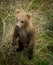 Cute Alaskan brown bear cub