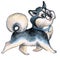 Cute Alaskan Klee Kai dog character funny cartoon illustration