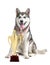 Cute Alaskan Malamute dog with gold medal and trophy cup on white background