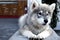 Cute Alaskan Malamute puppy lying down on a sidewalk