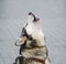 Cute alaskan malamute vowing with his head up