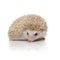 Cute albino hedgehog with white fur lying down alert
