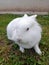 A cute albino lion head rabbit