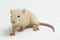 Cute albino rat isolated on a white background