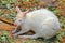 Cute albino wallaby