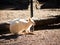 Cute Albino wallaby alone in the Zoo.