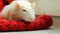 Cute albino white rat rest on red wool scarf sniffs and wiggles its whiskers