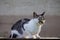 Cute alert cat sitting on garden table