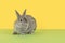 Cute alert grey rabbit on a green and yellow background