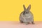 Cute alert grey rabbit on a pink and yellow background