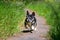 Cute alert little dog running outdoors in a garden