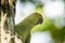 Cute Alexandrine Parakeet hiding behind tree