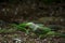 Cute Alexandrine Parakeet parrots searching for food