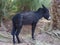 Cute alone black donkey between palms in Morocco