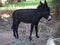 Cute alone black donkey between palms in Morocco