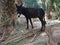 Cute alone black donkey between palms in Morocco